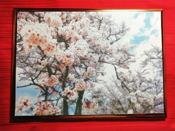 花 桜 01 Flower Cherry blossom