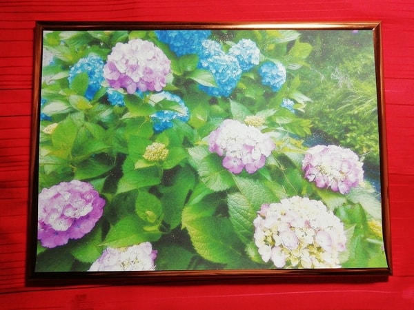 花 紫陽花 01 Flower Hydrangea