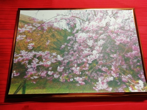 花 桜 04 Flower Cherry blossom