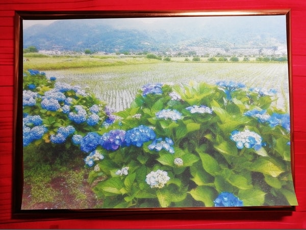 花 紫陽花 05 Flower Hydrangea