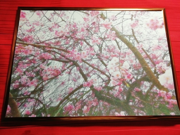 花 桜 06 Flower Cherry blossom